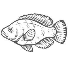 Flasher Wrasse Line Art Illustration, Carpenter's