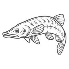 Shortnose Gar Fish Line Art Illustration