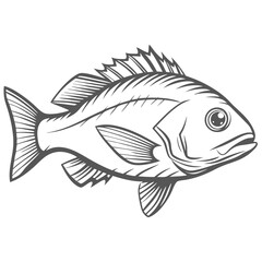 Lane Snapper Fish Line Art Illustration