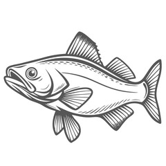 Detailed Pollock Fish Illustration - Vector Graphic