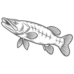 Redfin Pickerel Fish Line Art Illustration