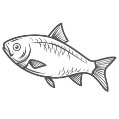 Roach Fish Illustration, Rutilus Rutilus Outline Drawing