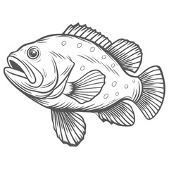 Snowy Grouper Fish Vector Illustration