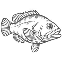 Scamp Grouper Fish Line Art Illustration