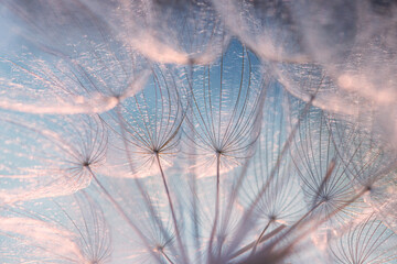 A delicate macro shot of dandelion seeds against a blue sky. The image symbolizes lightness, freedom, dreams and change. Airy textures and soft shades.