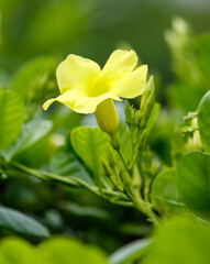 A yellow flower is in the foreground of a green bush