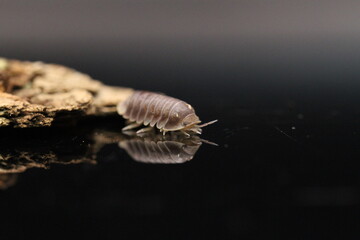 isopods woodlouse pill bugs cubaris sp white side pinguin
