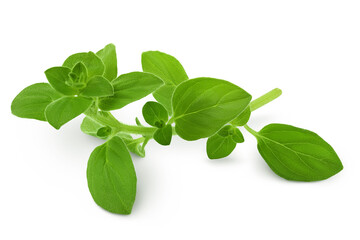 Oregano or marjoram leaves isolated on white background