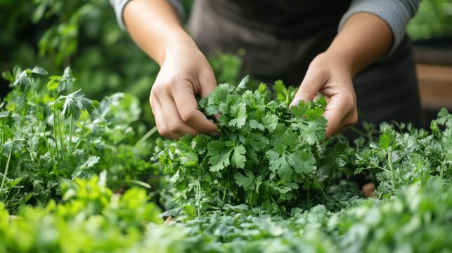 Freshly picked cilantro.  Hands gently harvesting fresh cilantro sprigs from a vibrant garden bed