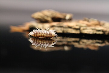 isopods woodlouse pill bugs cubaris sp white side pinguin
