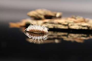 isopods woodlouse pill bugs cubaris sp white side pinguin
