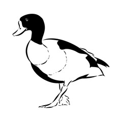 Comprehensive Shelduck Line Art Vector Set for Detailed Illustrations