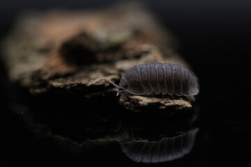 isopods woodlouse pill bugs cubaris sp white side pinguin
