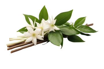 Obraz premium Vanilla Blossom with Natural Sticks and Green Foliage