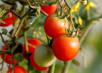 Three red tomatoes hanging from a plant