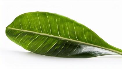 Obraz premium aeschynanthus speciosus isolated