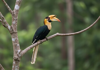 A beautiful Sumba hornbill, endemic to Sumba island in Indonesia, perches gracefully on a bare tree branch