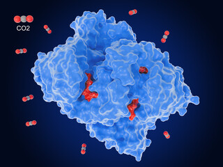 Carbon dioxide (CO2) fixing enzyme: enoyl-CoA carboxylase/reductase