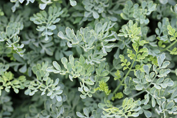 Herb rue leaves in close up