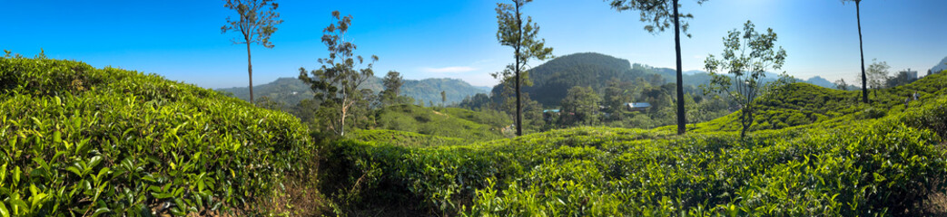 A lush green hillside with a clear blue sky