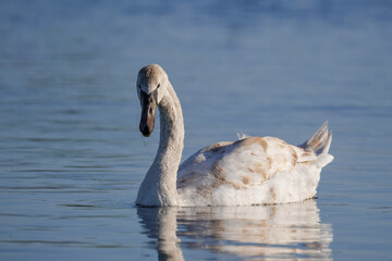 Close-up of a young mute swan swimming in the calm water toward the camera lens on a sunny spring evening.	