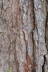 Tree bark texture closeup. Wooden backdrop