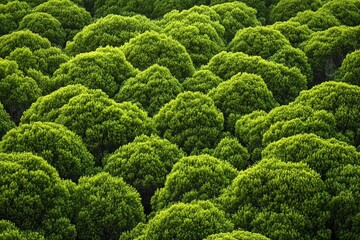 Lush green trees forming dense, rounded shapes