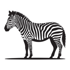 Fototapeta premium A zebra Vector Black silhouettes. with white background art illustration