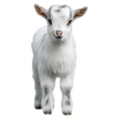 Obraz premium Close-Up of a Cute Young Goat with Fluffy White Fur and Bright Eyes, isolated on transparent background.