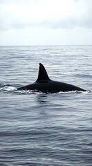 Fototapeta premium Orca fin slicing through tranquil ocean waters. Possible use Stock photo for nature, wildlife, marine, or ocean-themed projects