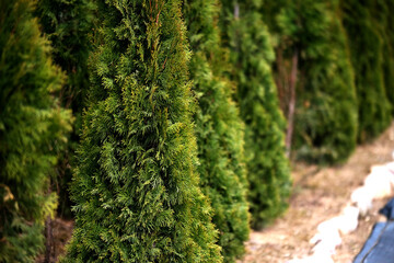 Neat rows of pots with green thuja seedlings