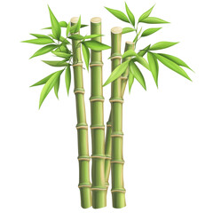 Lush Green Bamboo Stalks with Vibrant Leaves in a Natural Setting on transparent background
