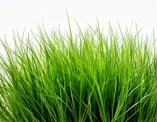 Fototapeta premium Green grass isolated on white background, Close-up. 