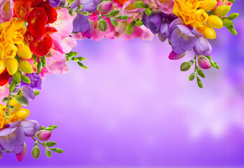 Fresh yellow, red, pink and blue freesia flowers over defocused violet background