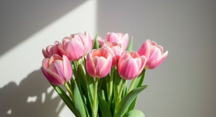 Fototapeta premium Pink tulips in sunlight