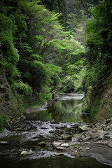 Naklejka premium 千葉県養老渓谷の新緑