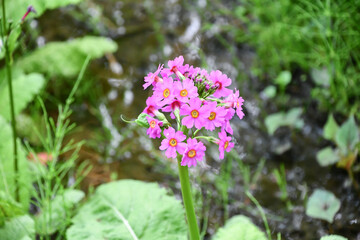 クリンソウ　Japanese Primrose	