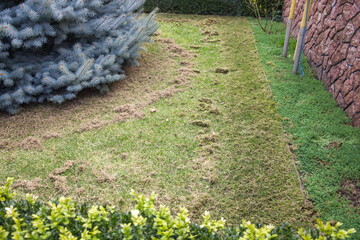 Removing dry grass from the lawn after winter.
