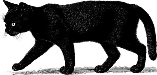 Engraved cat illustration with black bold lines for artistic design use