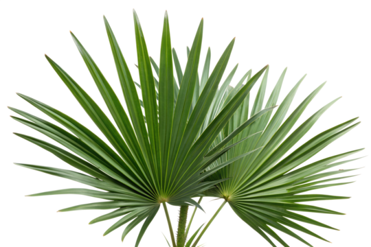 saw palmetto leaf isolated on white