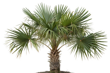 saw palmetto tree isolated on white