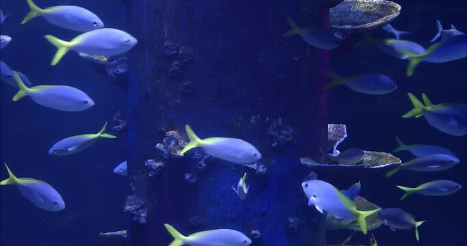 A group of Caesio teres