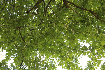 green leaves in spring