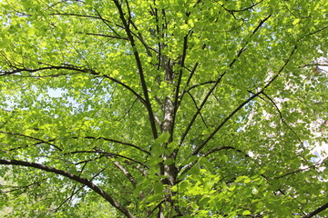 green leaves in the forest