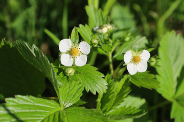 A close-up photograph shows flowering wild strawberry (Fragaria vesca) plants among green leaves....