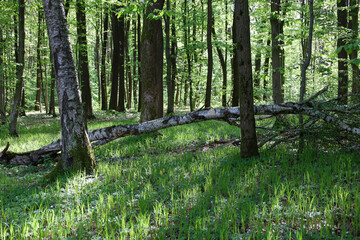 The photograph depicts a tranquil forest scene on a sunny day. Tall trees with straight trunks rise...