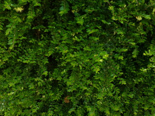 green leaves background