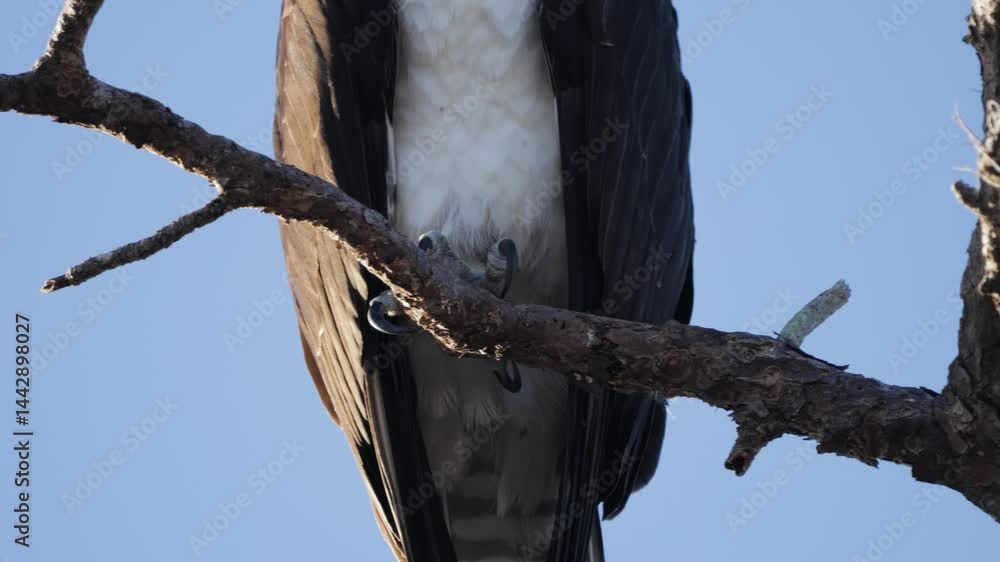 Poster close-up of an osprey gripping a branch with its sharp talons, staring directly into the camera with