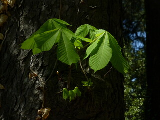 green leaves on a tree