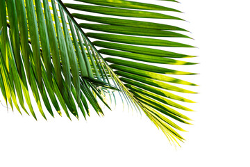 tropical palm leaf isolated on white background